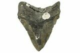 Serrated, Fossil Megalodon Tooth - North Carolina #294539-2